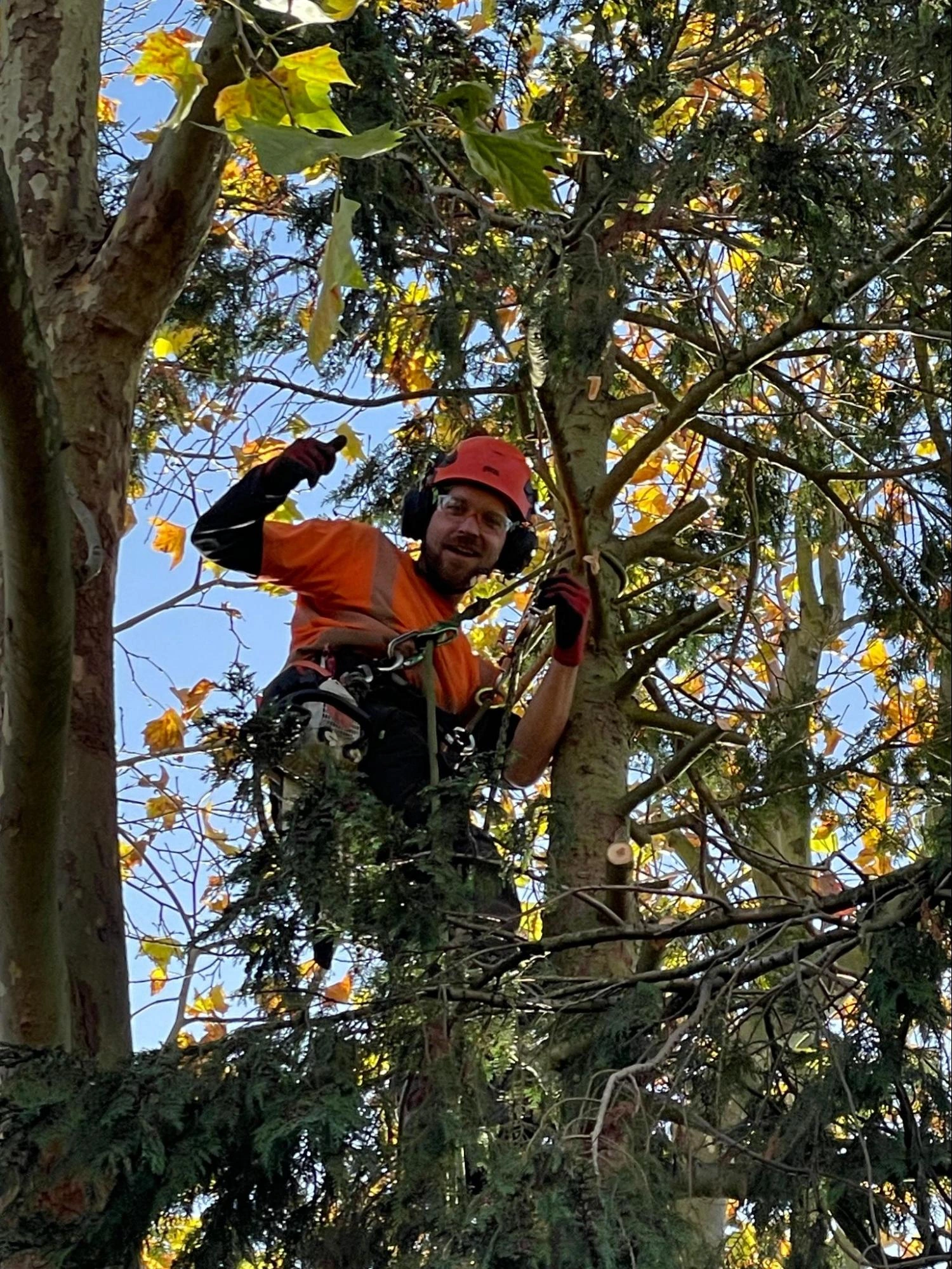 Ingatestone Tree Care Experts
